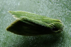 Polygrammodes faraonyalis - Weidenkahneule (Grüneulchen, Weiden-Kahneulchen)